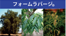 フォームラバージの写真