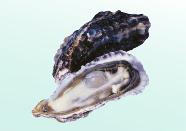 Oyster extraction