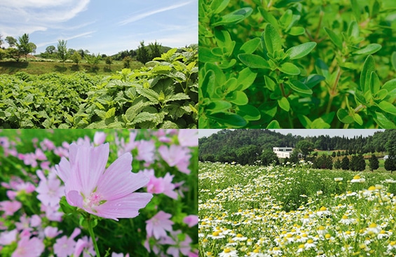 有用植物原料の栽培