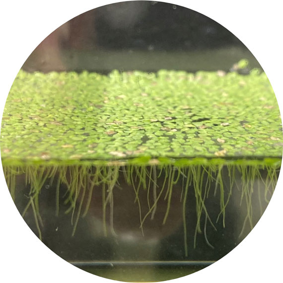 Lemna aoukikusa