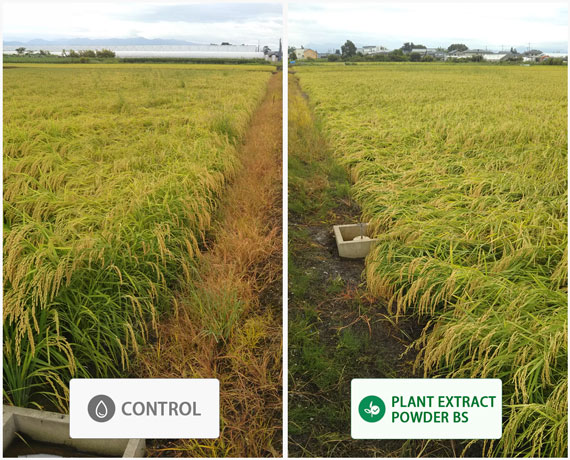 Japonica rice — field comparison