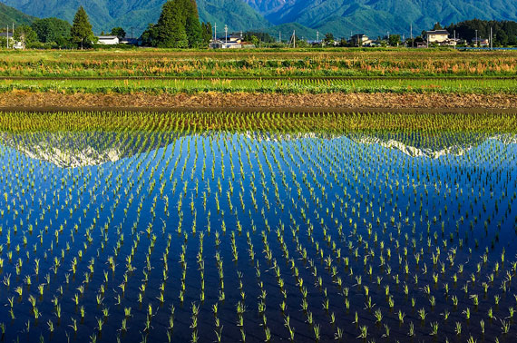 Seedling stage