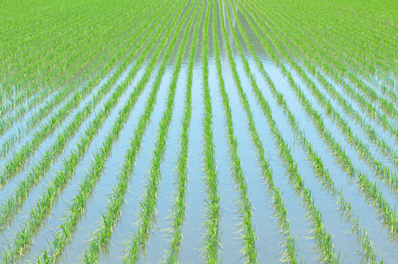 Growing season