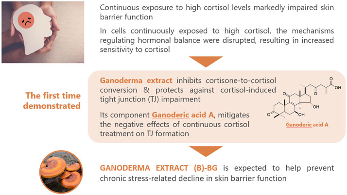 Mechanism of GANODERMA EXTRACT (B)-BG
