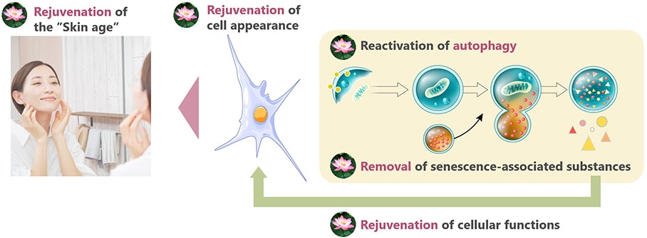 Mechanism of LOTUS GERM EXTRACT (B)-BG-05