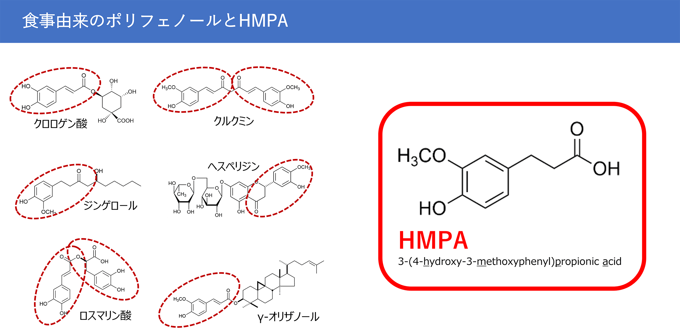 食事由来のポリフェノールとHMPAの関係を示す図