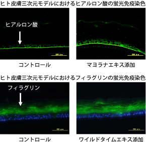 プランテージ モイスト 健康食品 化粧品原料なら丸善製薬株式会社