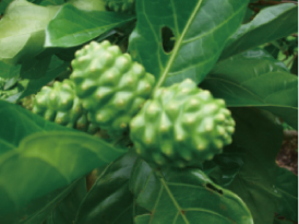 原料辞典 ノニ 健康食品 化粧品原料なら丸善製薬株式会社