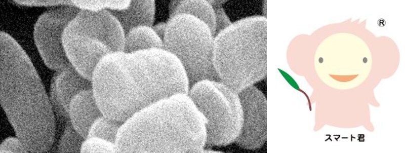22A-3乳酸菌（L. plantarum 22A-3）とは