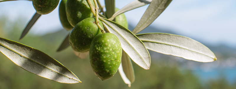 オリーブとは