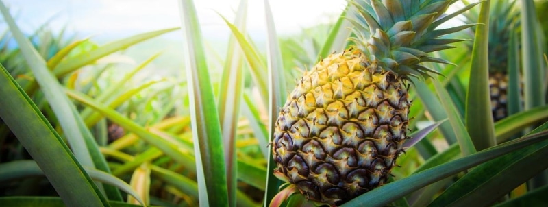 潤いを保つ成分を含むパイナップル